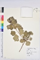 烏臼藏品圖，第1張