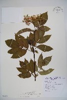 冇骨消藏品圖，第1張