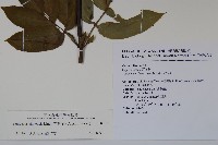 冇骨消藏品圖，第2張