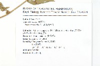 紅花野牽牛藏品圖，第2張