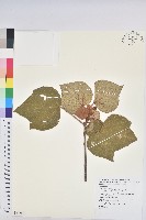 野桐藏品圖，第1張