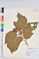 野桐藏品圖，第1張