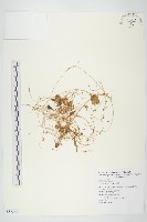 菟絲子藏品圖，第1張