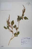 野莧菜藏品圖，第1張