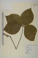 臺灣及己藏品圖，第1張