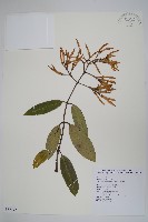 大錦蘭藏品圖，第1張