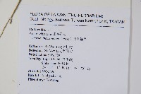 大花細辛、馬蹄香藏品圖，第2張