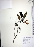 角桐草、台灣半蒴苣苔藏品圖，第1張