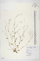 玉山筷子芥藏品圖，第1張