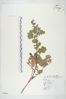 臺灣山芥菜藏品圖，第1張