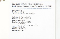 臺灣山芥菜藏品圖，第2張