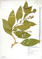 美洲商陸藏品圖，第1張