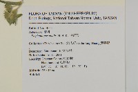 地膽草、毛蓮菜藏品圖，第2張