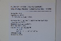 忍冬、金銀花藏品圖，第2張