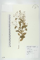 葶藶藏品圖，第1張