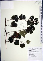 漢氏山葡萄藏品圖，第1張