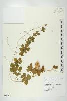 苦瓜藏品圖，第1張