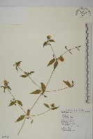 狗筋蔓藏品圖，第1張