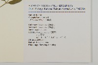 狗筋蔓藏品圖，第2張