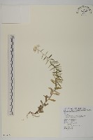 玉山抱莖籟簫藏品圖，第1張