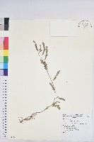 疣果葉下珠藏品圖，第1張