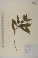 草珊瑚、紅果金粟蘭藏品圖，第1張