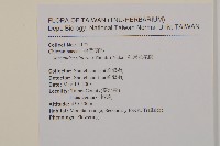 草珊瑚、紅果金粟蘭藏品圖，第2張