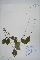 假川牛膝藏品圖，第1張