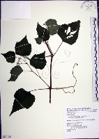 漢氏山葡萄藏品圖，第1張