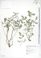 臺灣黃菫藏品圖，第1張