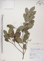 魯花樹藏品圖，第1張