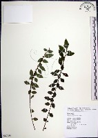 水雞油藏品圖，第1張