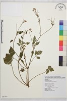 鉤柱毛茛藏品圖，第1張