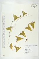 茅瓜藏品圖，第1張