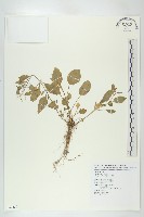 葶藶藏品圖，第1張