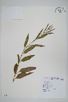 青葙藏品圖，第1張