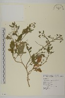 茯苓菜藏品圖，第1張