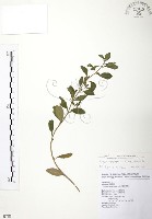 克非亞草藏品圖，第1張