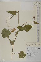 粉黃纓絨花藏品圖，第1張