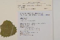 粉黃纓絨花藏品圖，第2張