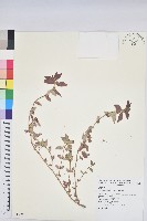 飛揚草藏品圖，第1張