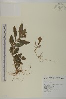 鱧腸藏品圖，第1張