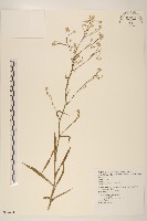 加拿大蓬藏品圖，第1張