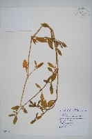 毛蓮子草藏品圖，第1張