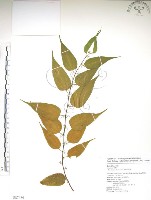 銳葉山黃麻藏品圖，第1張