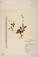 紫背草藏品圖，第1張