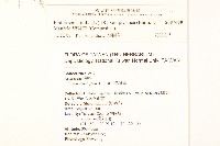 紫背草藏品圖，第2張