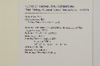 臭杏、土荊芥藏品圖，第2張