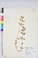 飛揚草藏品圖，第1張