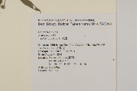鱧腸藏品圖，第2張